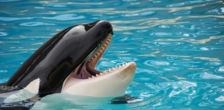 Ethereum Whales Go On Shopping for Spree As Market Crash Leaves Retail Panicking