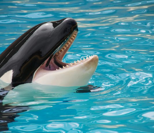 Ethereum Whales Go On Shopping for Spree As Market Crash Leaves Retail Panicking