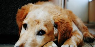 Dogwifhat To The Vet! Meme Coin Wants Medical Consideration After Worth Plunge — Analyst Dogwifhat To The Vet! Meme Coin Wants Medical Consideration After Worth Plunge — Analyst