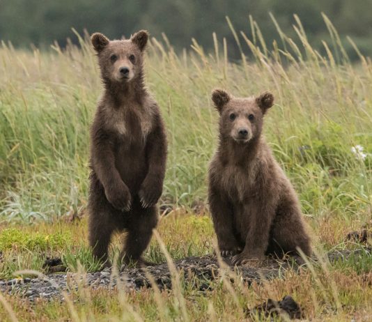 Bitcoin Bears Beware: $three Billion Brief Liquidation Looms At This Value Mark, Warns Analyst