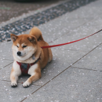 Shiba Inu Open Curiosity Explodes On High Exchanges – Is This The Comeback?