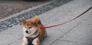 Shiba Inu Open Curiosity Explodes On High Exchanges – Is This The Comeback? Shiba Inu Open Curiosity Explodes On High Exchanges – Is This The Comeback?