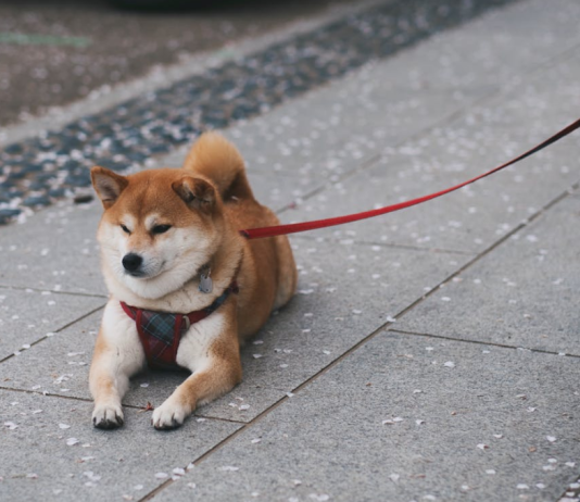 Shiba Inu Open Curiosity Explodes On High Exchanges – Is This The Comeback?
