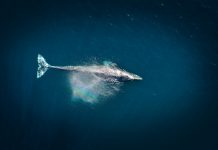 Ethereum Whale Goes On 127,000 ETH Shopping for Spree, Was It Justin Solar Once more?