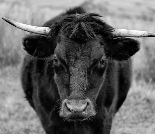 Bullish On Polkadot: Analyst Sees DOT Hitting $15 Quickly