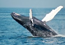 Beginner Bitcoin Whales Maintain 2x As A lot As Veterans: What’s Behind This Development?