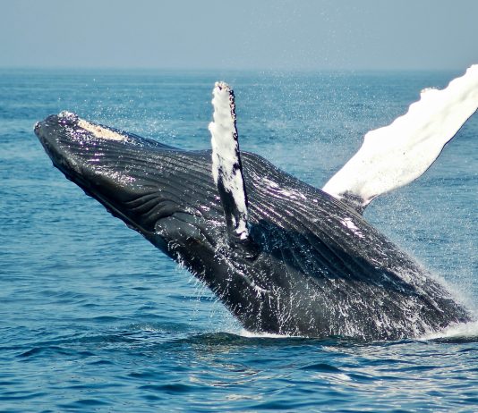 Beginner Bitcoin Whales Maintain 2x As A lot As Veterans: What’s Behind This Development?