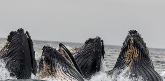 Bitcoin Whales Proceed Shopping for, Now Maintain 25.16% Of All Provide