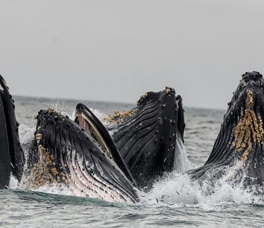 Bitcoin Whales Proceed Shopping for, Now Maintain 25.16% Of All Provide