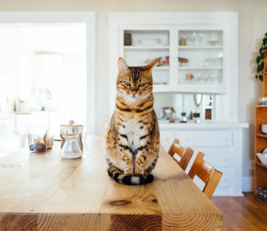 Memecoins Resurgence? POPCAT And MEW Lead The Method With 20% Surge Memecoins Resurgence? POPCAT And MEW Lead The Method With 20% Surge