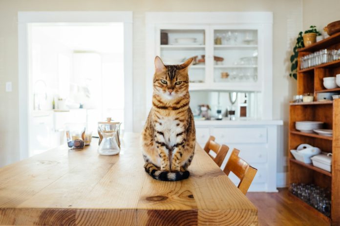Memecoins Resurgence? POPCAT And MEW Lead The Method With 20% Surge