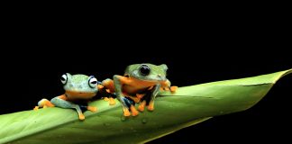 PEPE Primed For A Huge Leap: 80% Worth Improve Incoming?