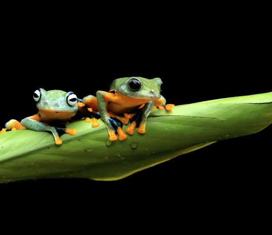 PEPE Primed For A Huge Leap: 80% Worth Improve Incoming?