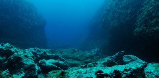 Whispers In The Deep: Why Are Ethereum Whales Disappearing? Whispers In The Deep: Why Are Ethereum Whales Disappearing?
