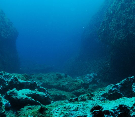 Whispers In The Deep: Why Are Ethereum Whales Disappearing?