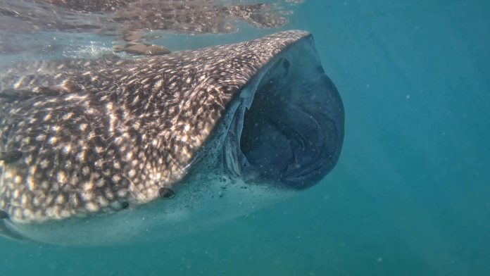 PEPE Whales Transfer $21 Million Price Of Cash – Right here Are The Locations