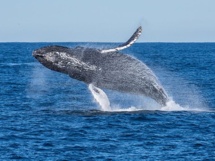 Ethereum Whale Offloads Holdings Amidst Market Downturn Ethereum Whale Offloads Holdings Amidst Market Downturn