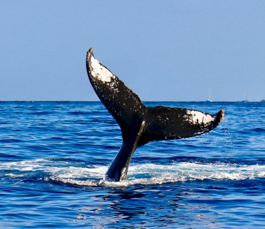 Beginner Bitcoin Whales Shopping for 200,000 BTC Per Week, Information Reveals