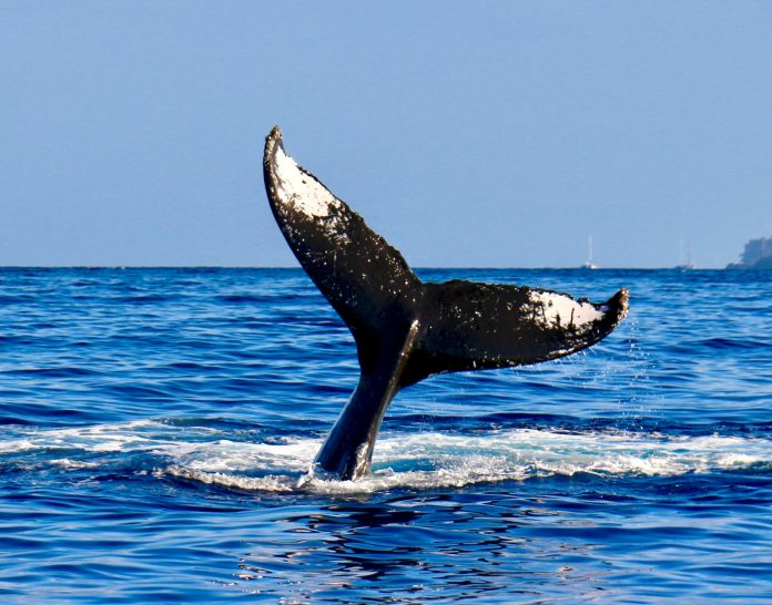 Beginner Bitcoin Whales Shopping for 200,000 BTC Per Week, Information Reveals