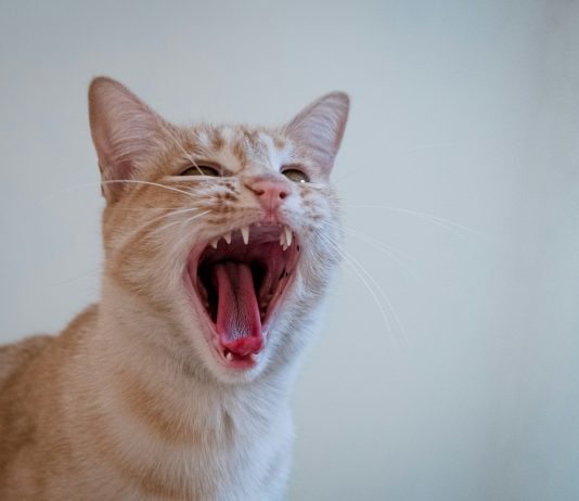 ‘The Canine Days Are Over’: Cat Memecoins Soar 16.1% After Roaring Kitty’s Return