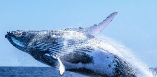 Whale Watch: Ethereum Contemporary Purchase Sign Sparks Hypothesis