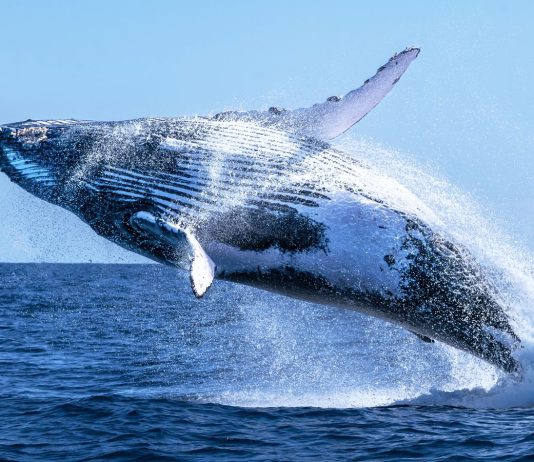 Whale Watch: Ethereum Contemporary Purchase Sign Sparks Hypothesis