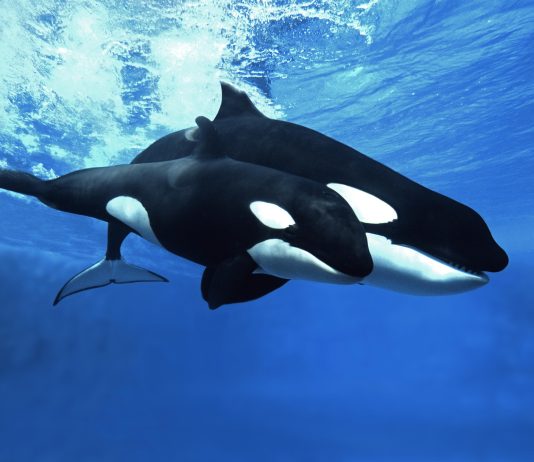 Cardano Whales Return To The Desk, Improve Large Holdings By 10% Cardano Whales Return To The Desk, Improve Large Holdings By 10%