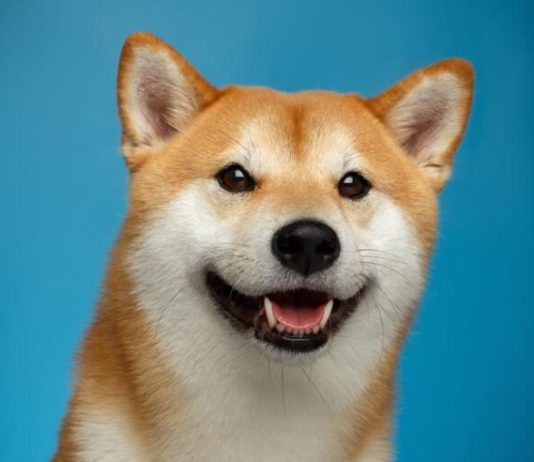 Dogecoin Whales Purchase $112 Million Price Of DOGE As Crypto Buyers Flip Their Consideration To Meme Cash