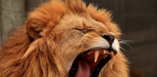 Is This The Subsequent Meme Inventory Frenzy? ROAR Explodes Over 300% After Kitty’s GME Transfer