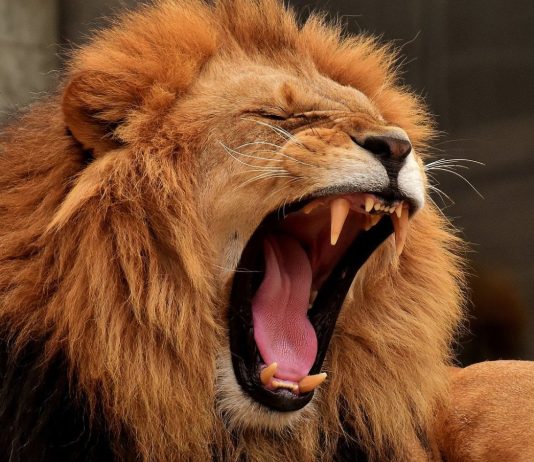 Is This The Subsequent Meme Inventory Frenzy? ROAR Explodes Over 300% After Kitty’s GME Transfer