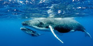 Bitcoin Buoyed By Huge Cash: Whales Gobble Extra BTC, Signaling Bullish Outlook Bitcoin Buoyed By Huge Cash: Whales Gobble Extra BTC, Signaling Bullish Outlook