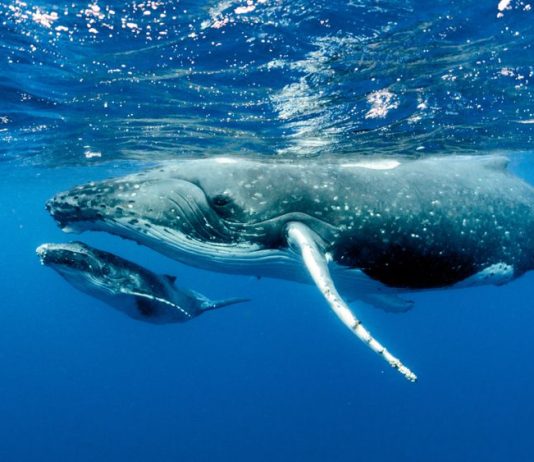 Bitcoin Buoyed By Huge Cash: Whales Gobble Extra BTC, Signaling Bullish Outlook