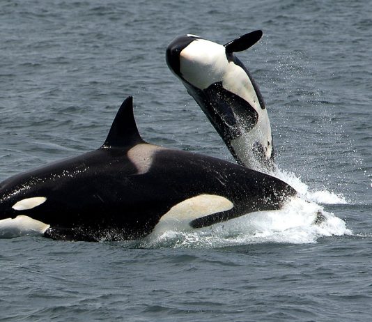 Blood In The Water? Ethereum Whales Circle As Worth Drops