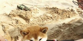 Shiba Inu Loses 14% In Final 7 Days – Will The Distress Worsen?