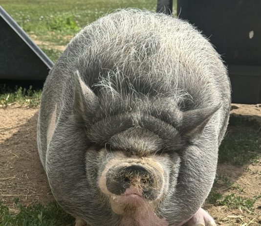 Cardano Founder’s Pig NIKE Sparks Memecoin Craze, Market Cap Nears $1 Million