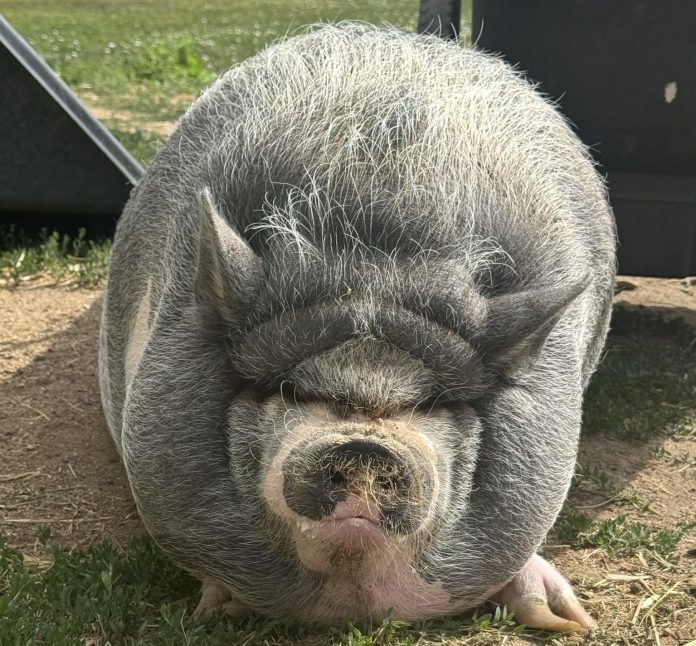 Cardano Founder’s Pig NIKE Sparks Memecoin Craze, Market Cap Nears $1 Million