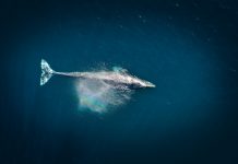 Curve (CRV) Bounces 40% From All-Time Low As Whales Go On Procuring Spree