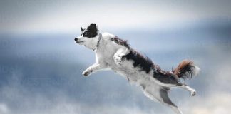 Dogwifhat (WIF) Jumps 21% As Analysts See $4.5 Value Tag