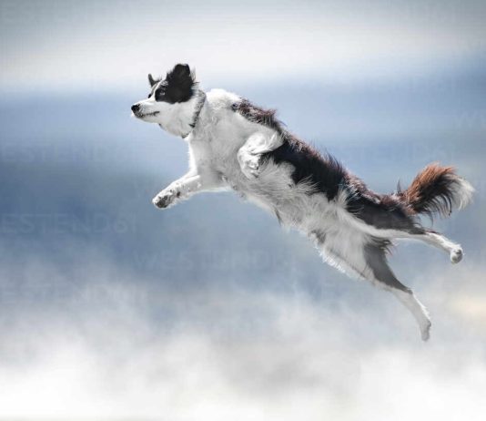 Dogwifhat (WIF) Jumps 21% As Analysts See $4.5 Value Tag