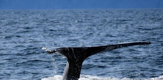 Purchase The Dip? XRP Whales Doing Precisely That – Is A Worth Rally Subsequent? Purchase The Dip? XRP Whales Doing Precisely That – Is A Worth Rally Subsequent?