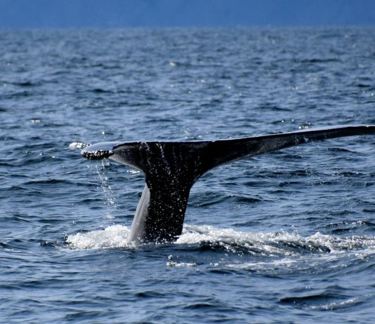 Purchase The Dip? XRP Whales Doing Precisely That – Is A Worth Rally Subsequent? Purchase The Dip? XRP Whales Doing Precisely That – Is A Worth Rally Subsequent?