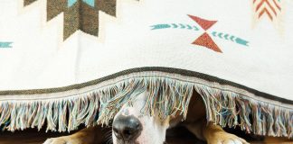 Is Dogwifhat (WIF) Down For The Depend? Value Tanks 15% On Whale Exodus