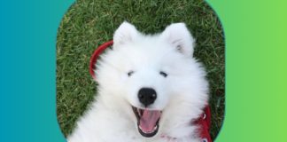 $FluffCoin Achieves KYC Certification: Strengthening Belief and Group on Solana