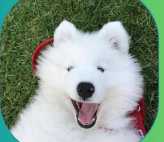 $FluffCoin Achieves KYC Certification: Strengthening Belief and Group on Solana