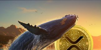 XRP Whales Take Benefit Of 20% Drop To Purchase Hundreds of thousands Price Of Tokens