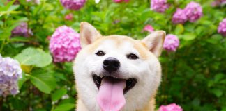 Shiba Inu Skyrocketing Potential: Might SHIB Surge 500%?