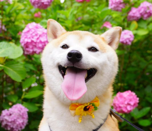 Shiba Inu Skyrocketing Potential: Might SHIB Surge 500%? Shiba Inu Skyrocketing Potential: Might SHIB Surge 500%?