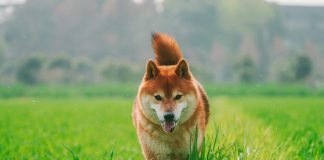 Shiba Inu Whale Motion Hints At Explosive 7,000% Progress