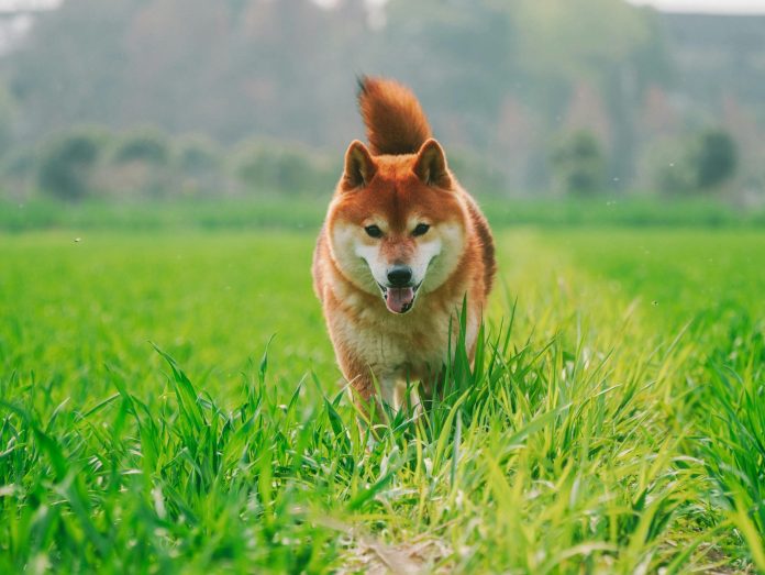 Shiba Inu Whale Motion Hints At Explosive 7,000% Progress