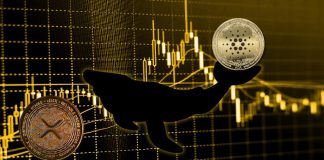 Viral Cardano (ADA) and Ripple (XRP) Rival to Rise 1,600%, Merchants Purchase Earlier than October Bull Run